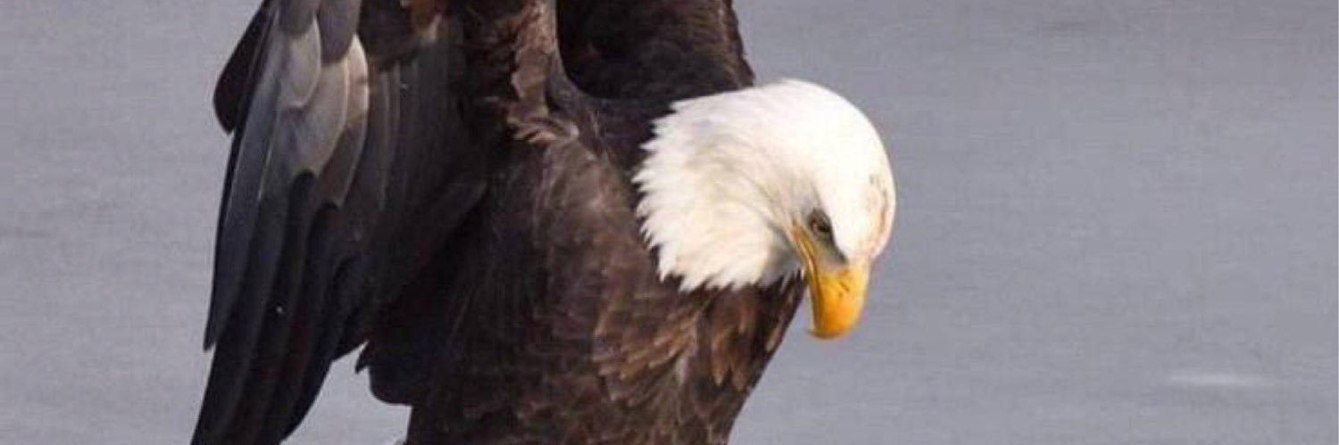 My_2Cents's banner