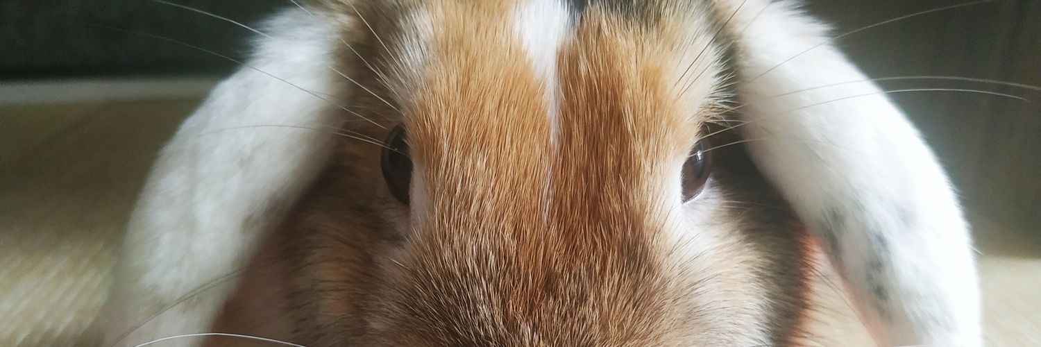 GentilCanard's profile banner image