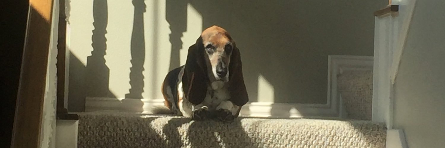 carriedog88's profile banner image