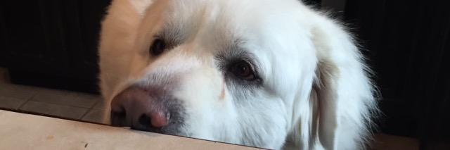 Barking_Pyr's profile banner image