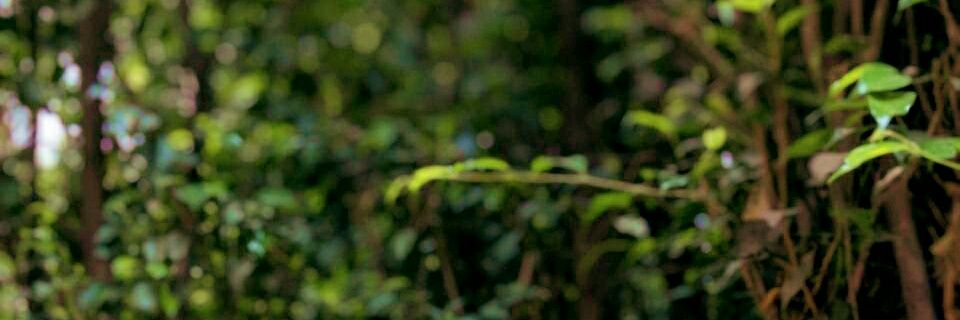 AliaslilAlu's profile banner image
