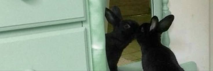 H banner