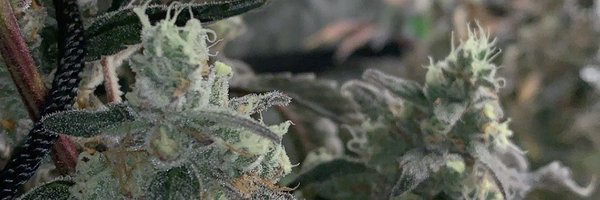 POLLOPLUGGIN Profile Banner