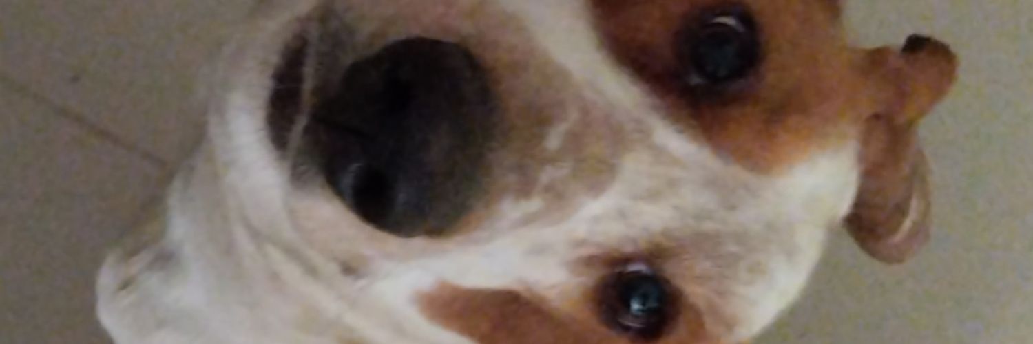luisafdg14's profile banner image