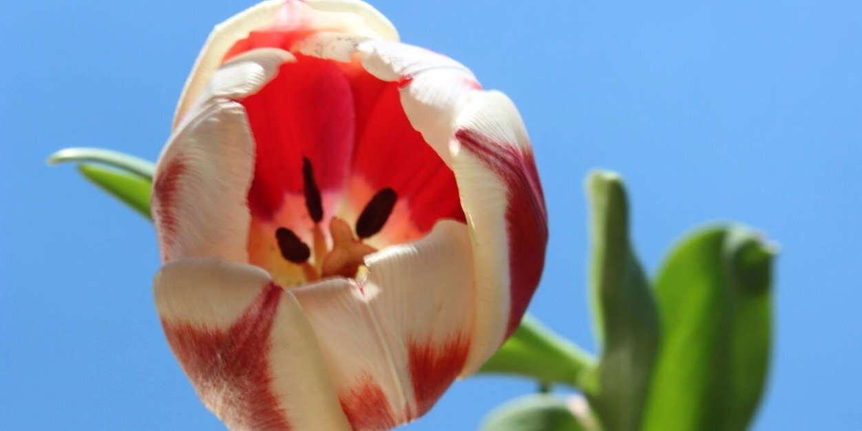 TGIFernanda's profile banner image