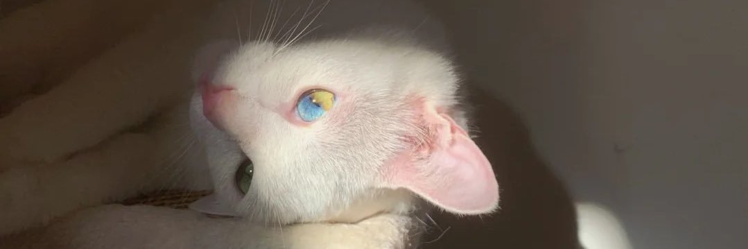 shaynelevine's profile banner image