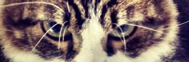 Cristina!! banner