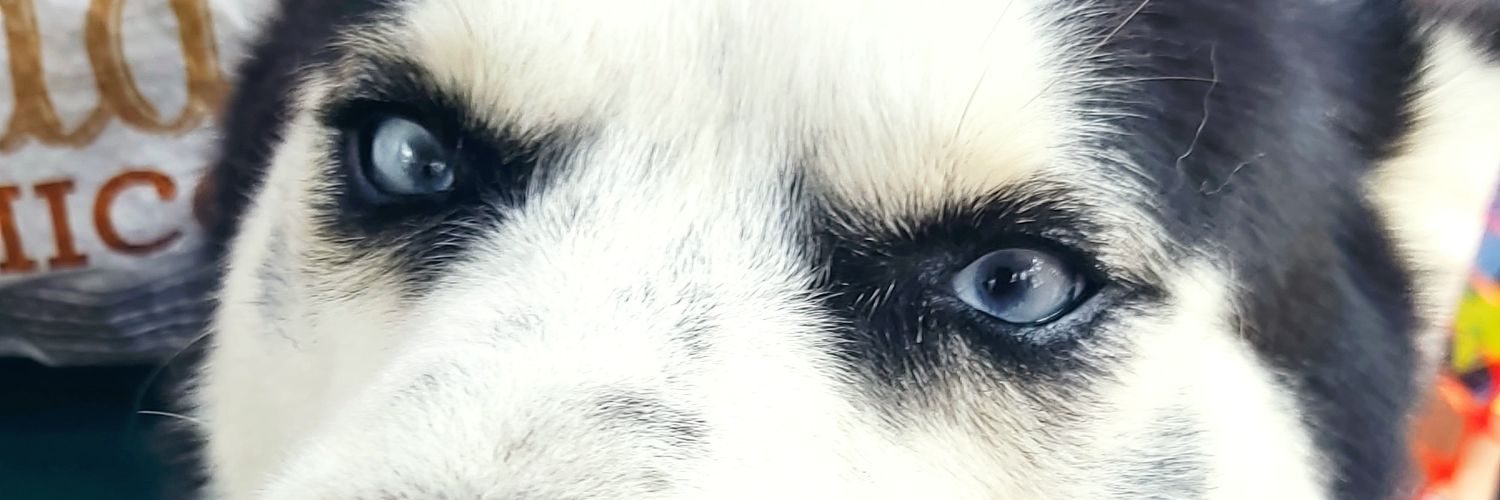 Wentson's profile banner image