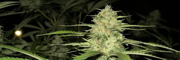 Corymonory Profile Banner