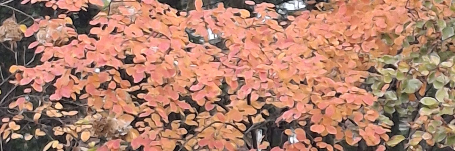 Freedom vs Authoritarianism banner