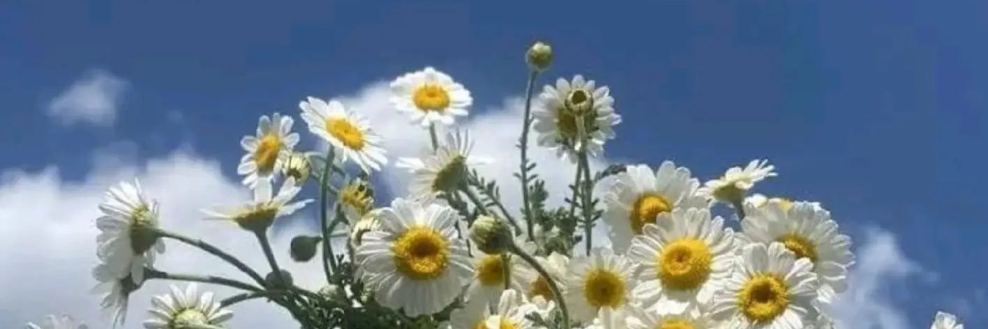 apollo (backup) banner