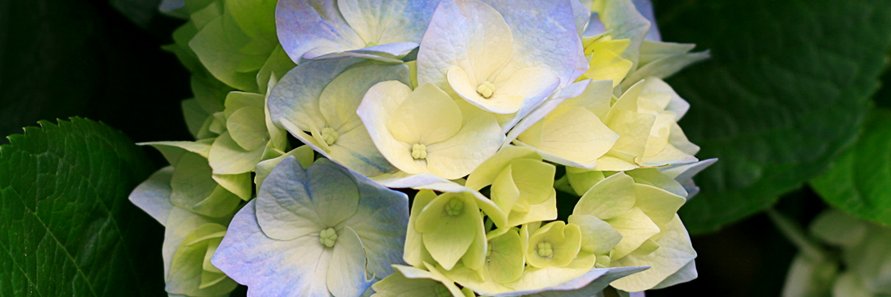 Dianne Dodson banner