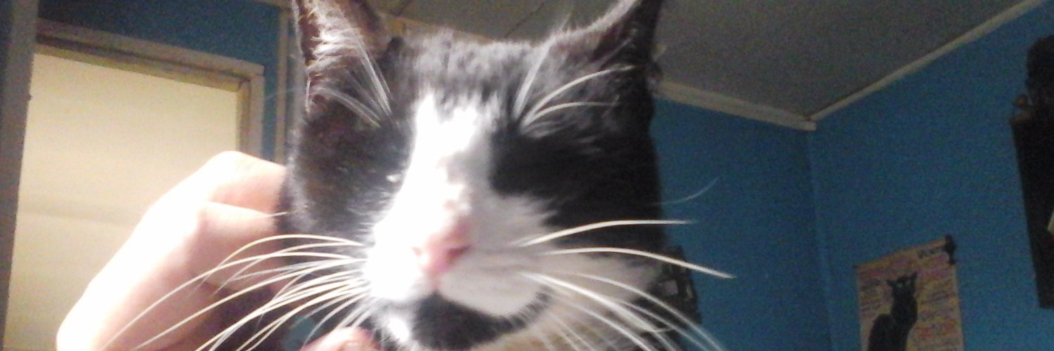 gatonavarro's profile banner image