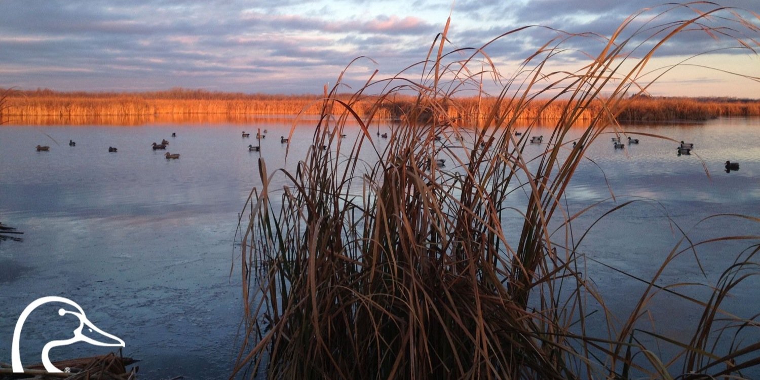 StPaulDucks's profile banner image