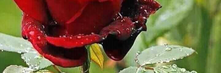 Muhamma41604843's profile banner image