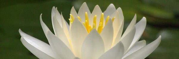 lily_playhouse Profile Banner