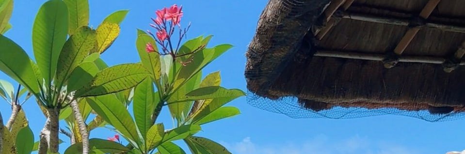 Linmeina99's profile banner image