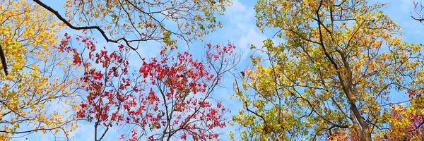 Jia68355353 Profile Banner