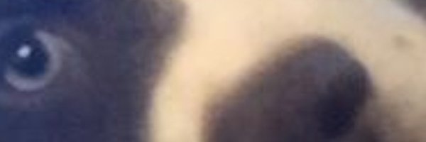 tazamaraz Profile Banner