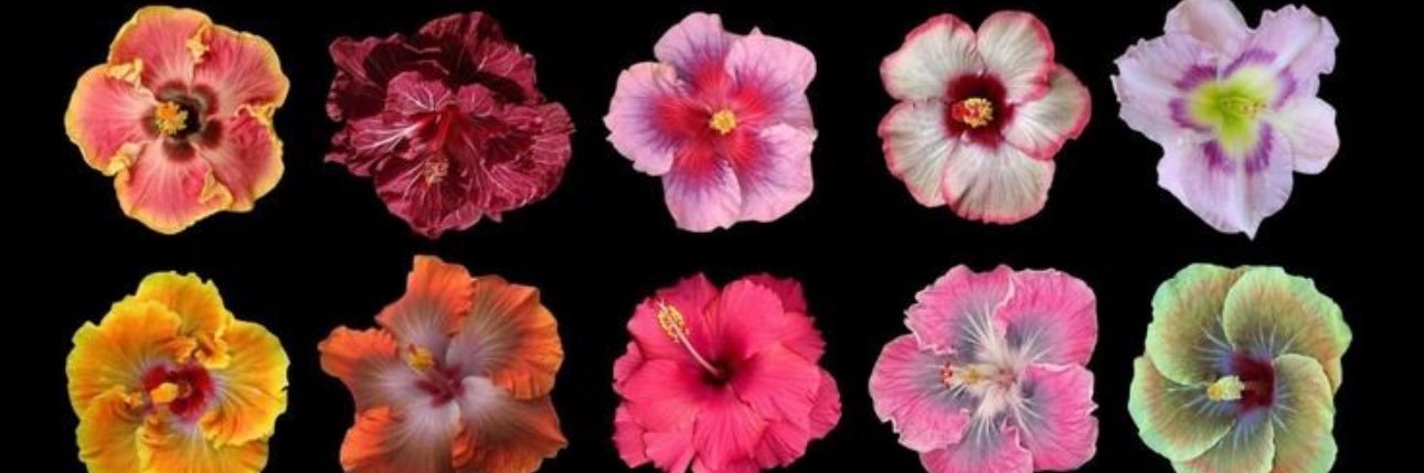 offfhk's profile banner image