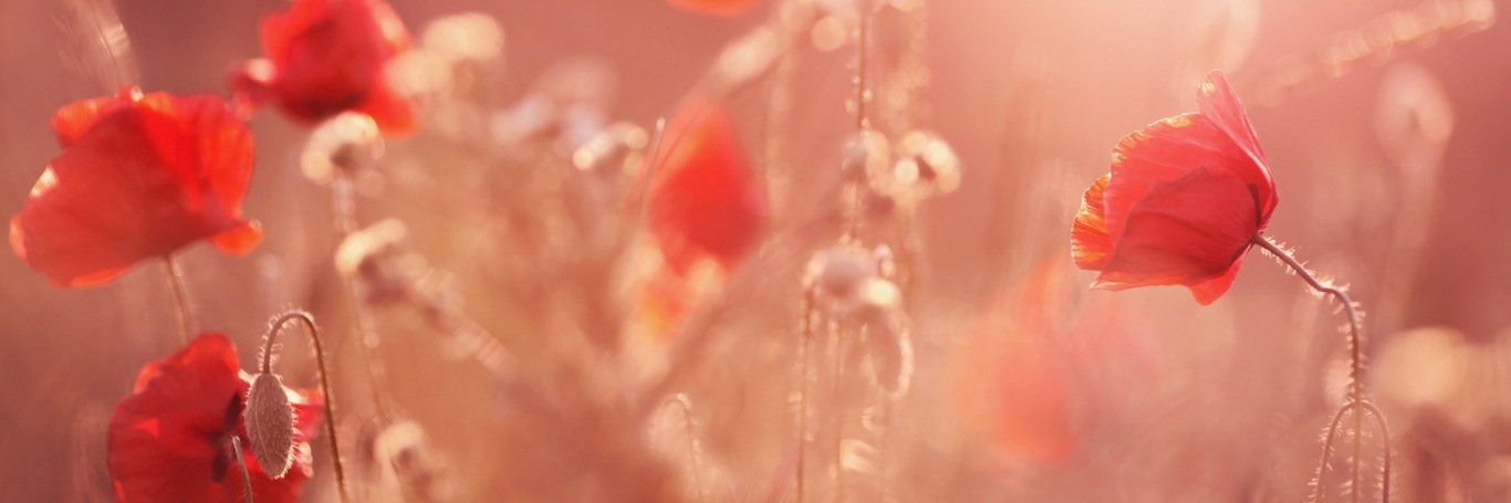cacCARMA's profile banner image