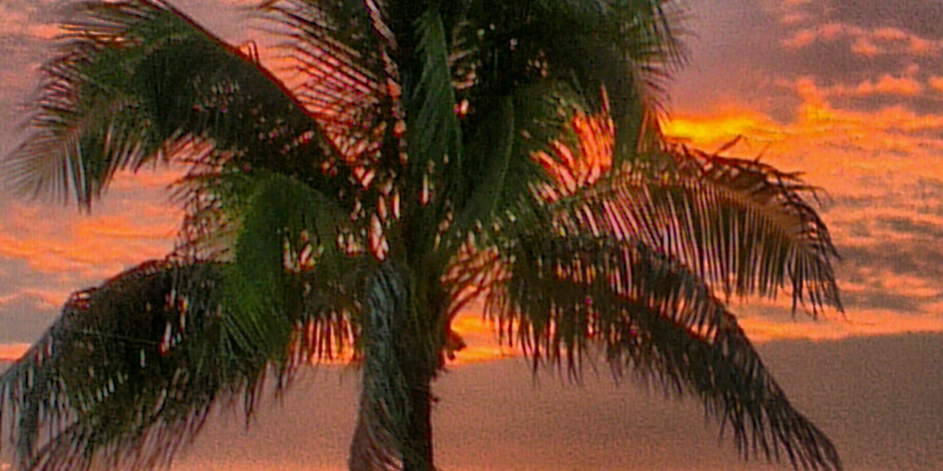 wildblu's profile banner image