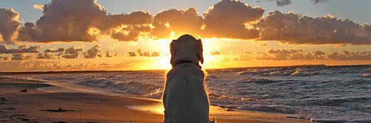 Tina M. #AbolishICE banner