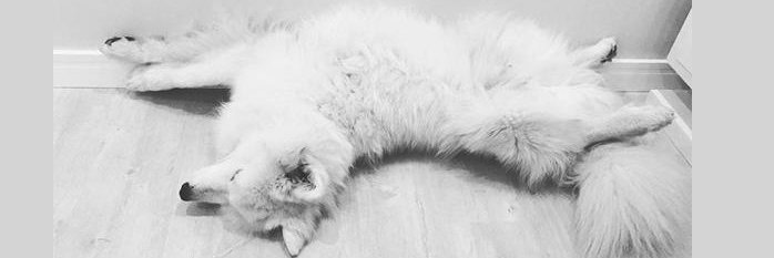 dudustringari's profile banner image