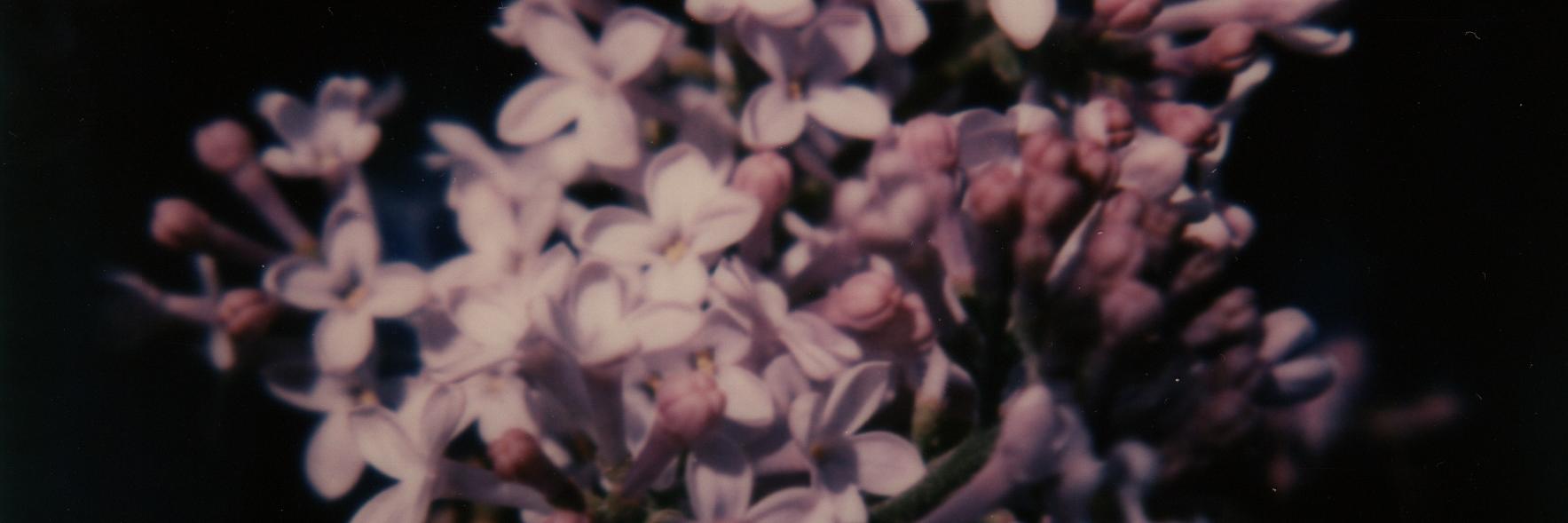 maxlupo_'s profile banner image