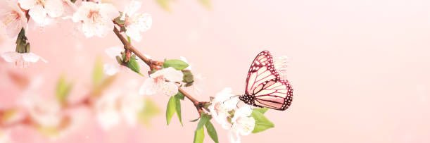 Pauline__Sc's profile banner image