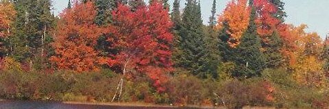 donna3857's profile banner image
