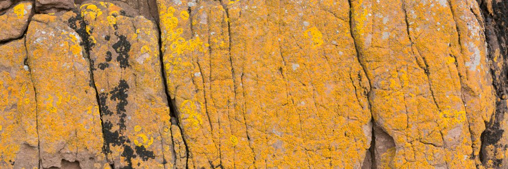 Sebastien 🦎💨 banner