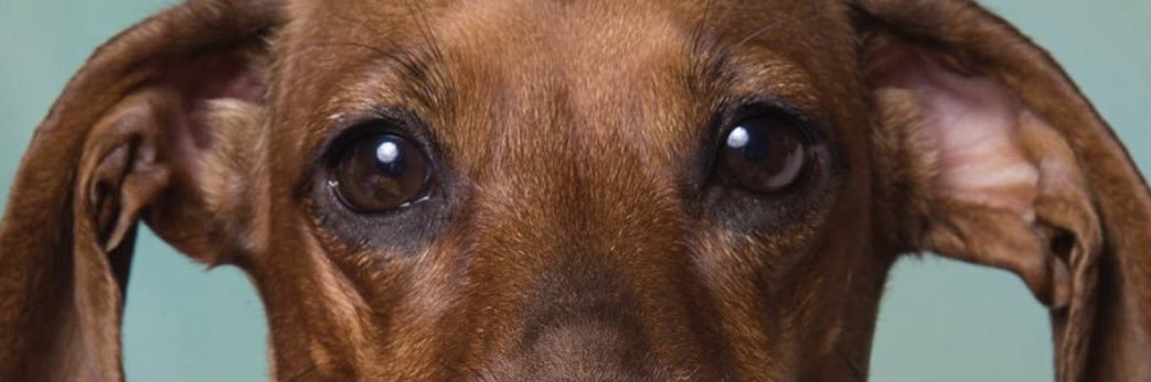 veovelez's profile banner image