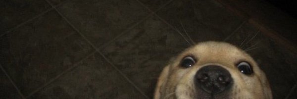 uncrinklecut Profile Banner
