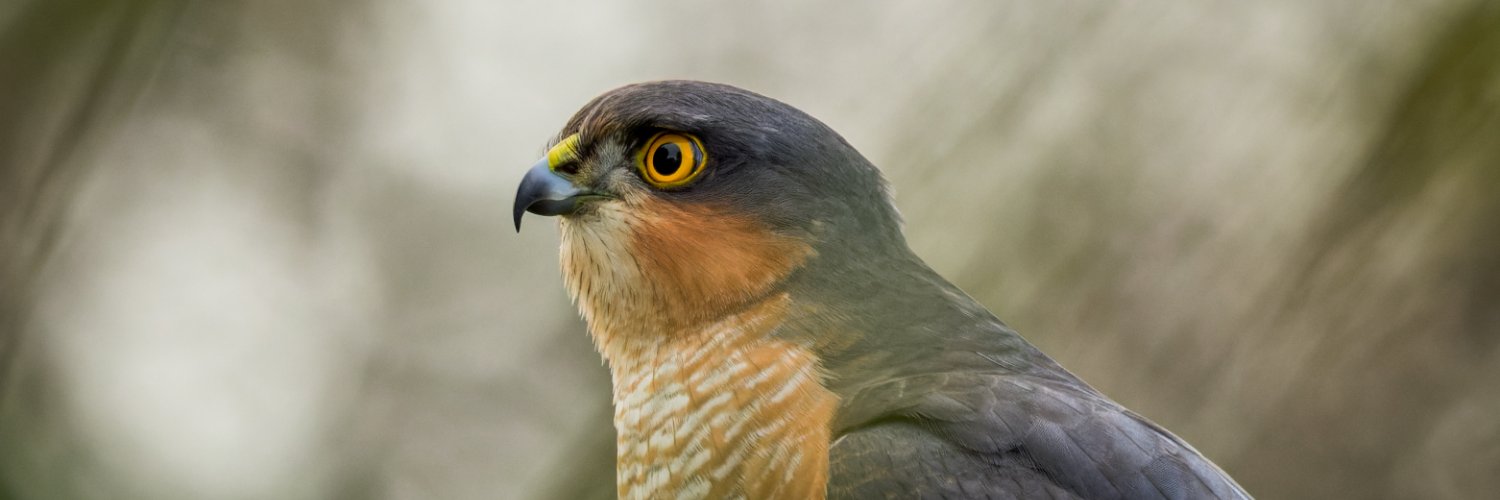 Fraggs Photography 🏴󠁧󠁢󠁷󠁬󠁳󠁿 banner