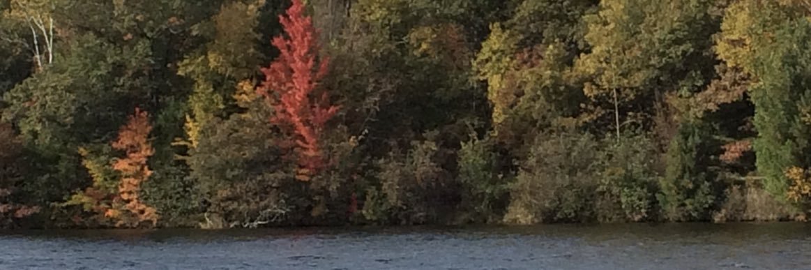 madmandan 🇺🇸🌲 banner