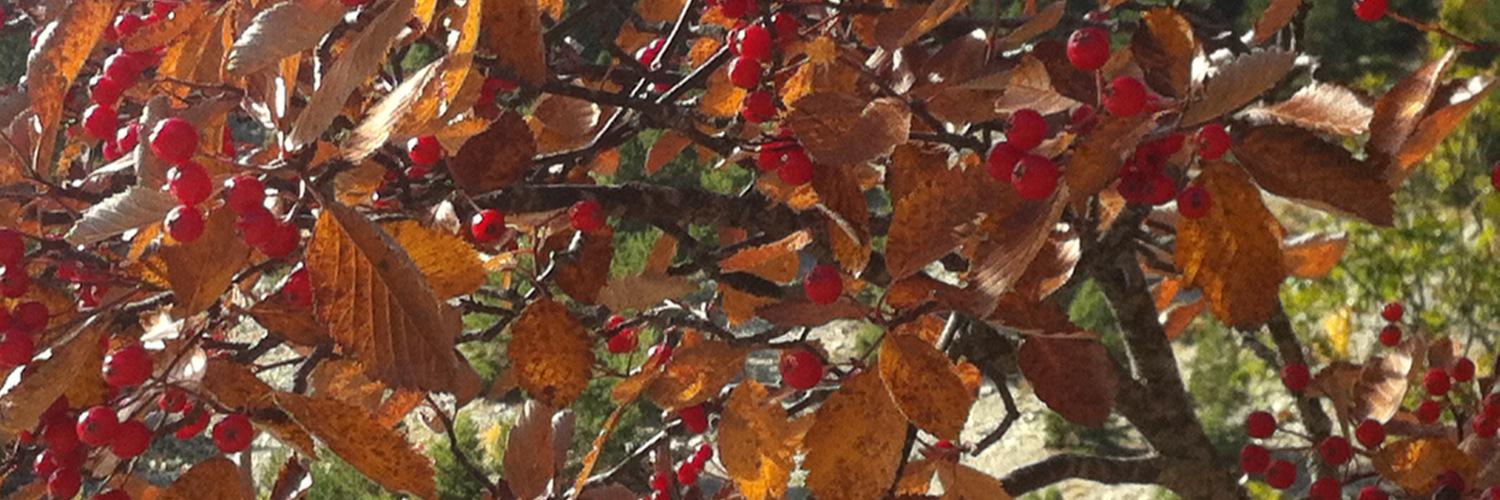 Nadessss's profile banner image
