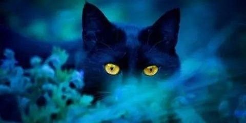 felynerose's profile banner image
