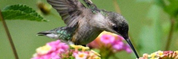 feldonthecat Profile Banner