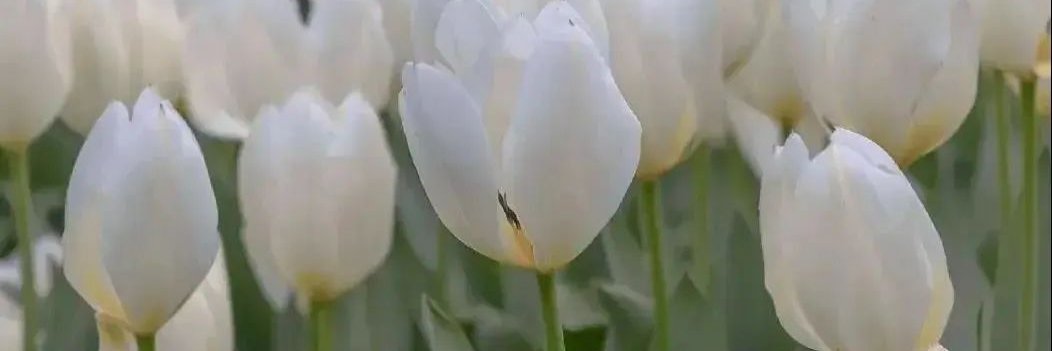 舟川しょうや banner