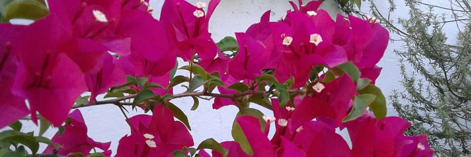 SoofiiMinchilli's profile banner image