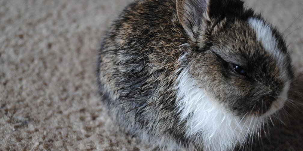 Thumbcat's profile banner image