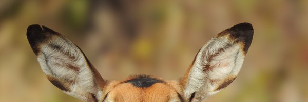 CarmineVisuals Profile Banner