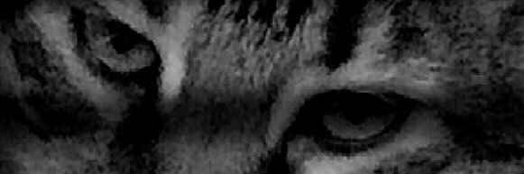 MorBahce_'s profile banner image