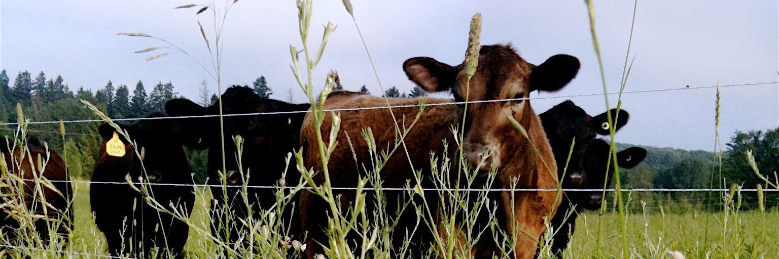 TheMayFarm's profile banner image
