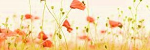 AnaDurazzini's profile banner image