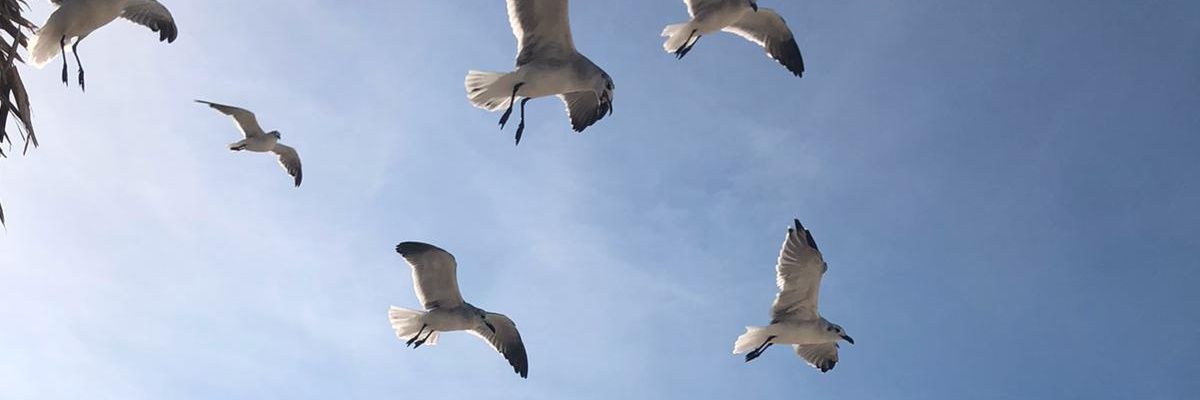 arevalos_cl's profile banner image