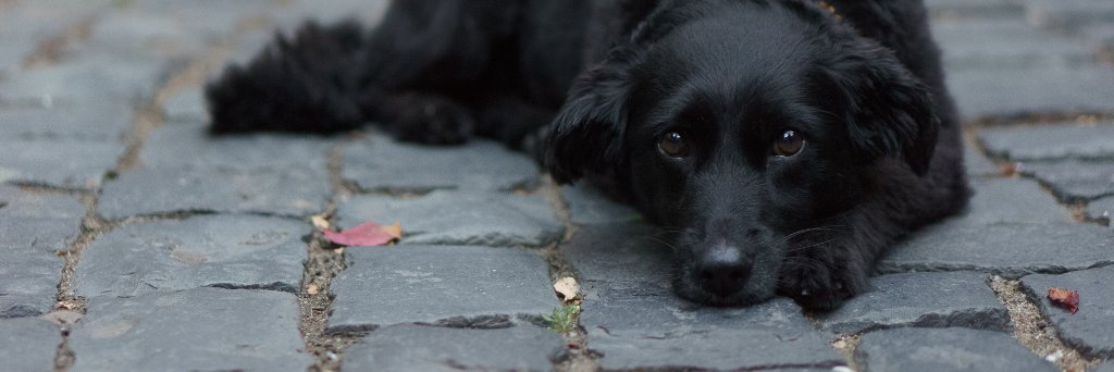 MissWayne 🐶🪓👟 banner