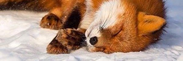 glaceon_enjoyer Profile Banner