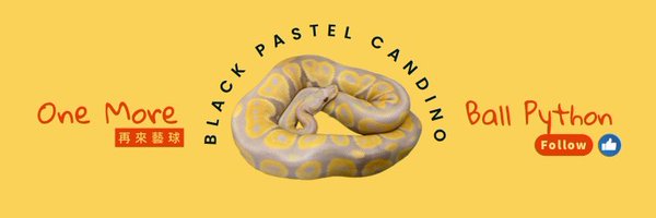 moreballpython Profile Banner
